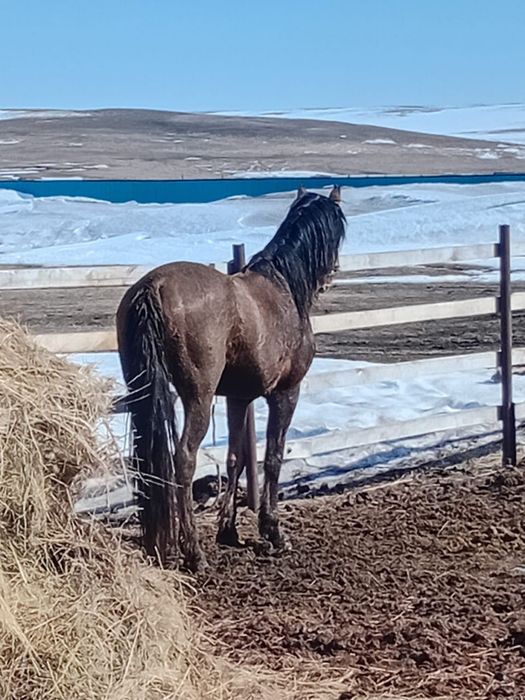 Жылқы обмен, жүйрік
