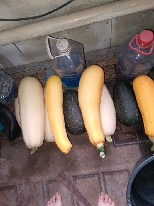 Продам кабачки большие
