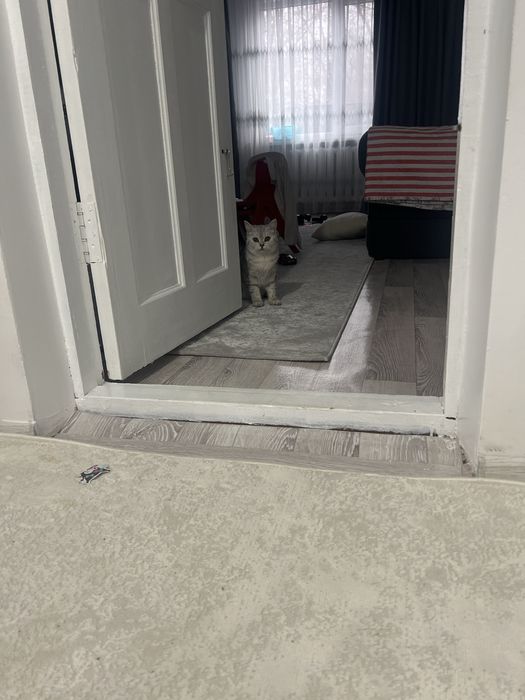 Британская шиншила