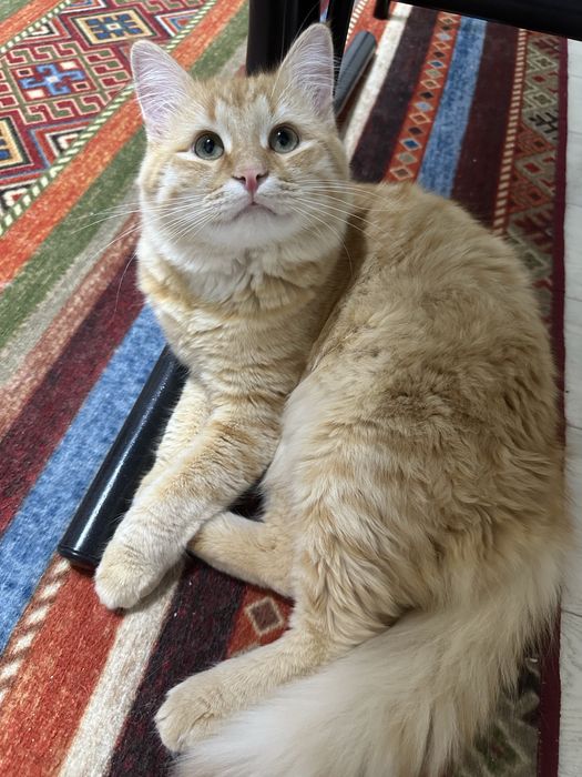 Отдам кота в добрые и заботливые руки бесплатно!