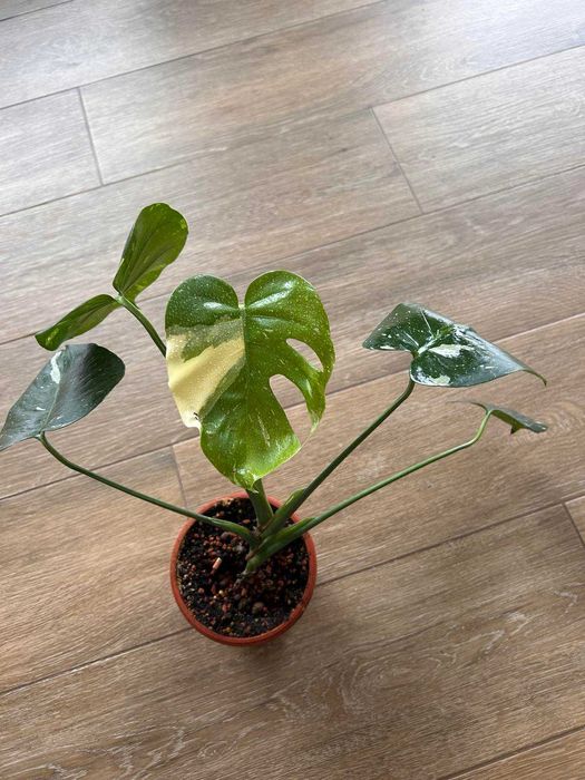 Monstera thai constellation