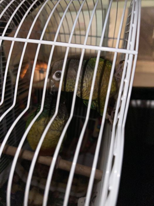 Продавам 2 социални папагала Пирура