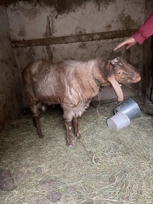 Англо Нубинский козел производитель