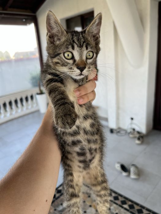 4 Pui de pisica spre adoptie