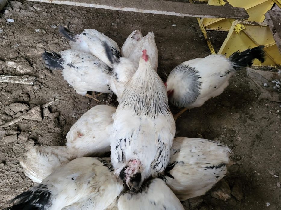 Адлер балапандар