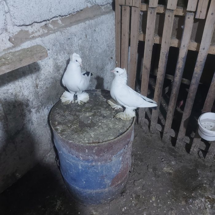 Чернахвость чубати обрезные старапародный