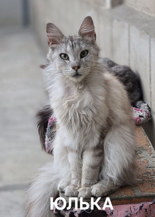 Котята Мейн-кун из питомника