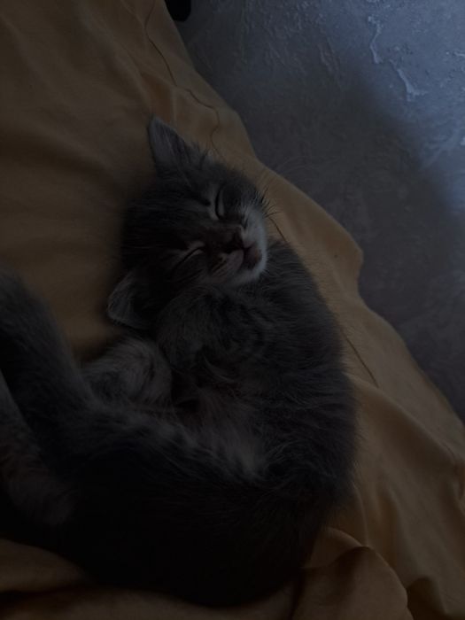 отдам маленькую кошечку