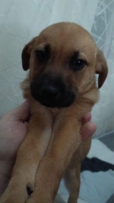 Catelusa pentru adoptie