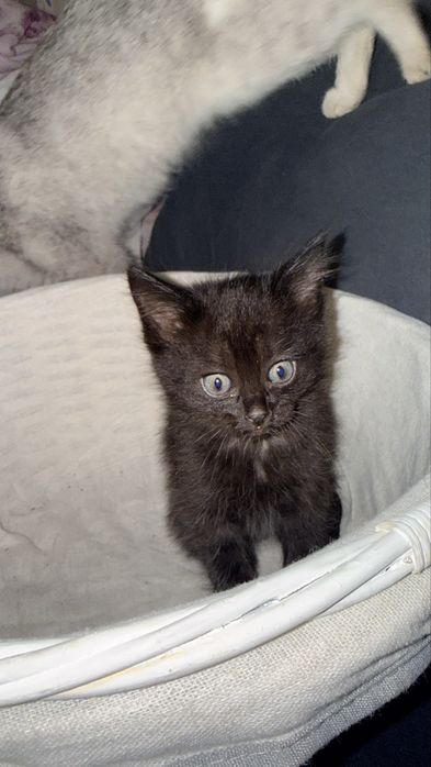 Отдам котят веселые ласковые