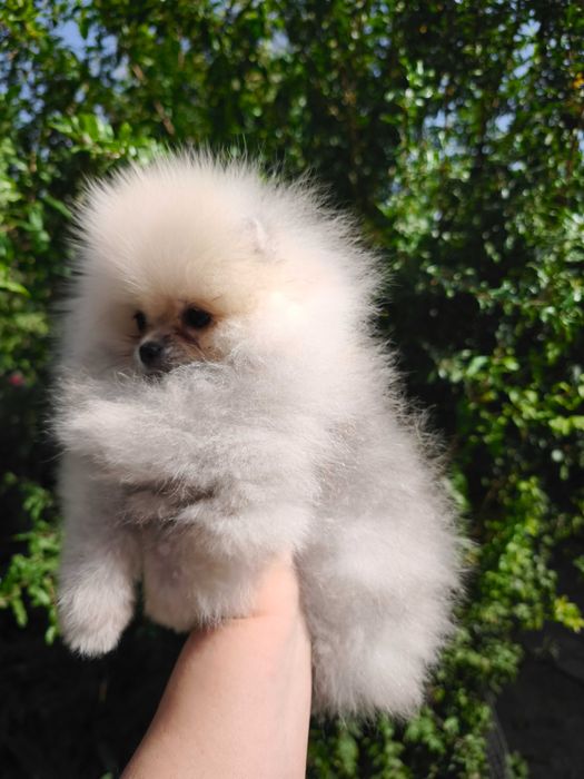 Девочки цверг шпица