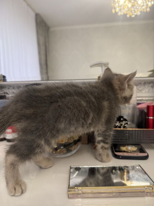 Шотландский котенок 2мес