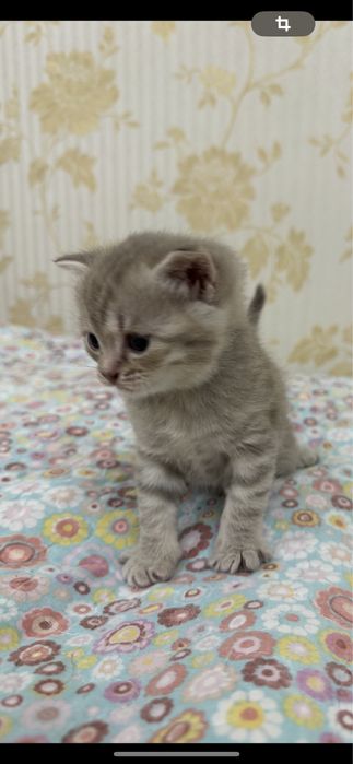Продаётся мальчик Скотиш Страйт
