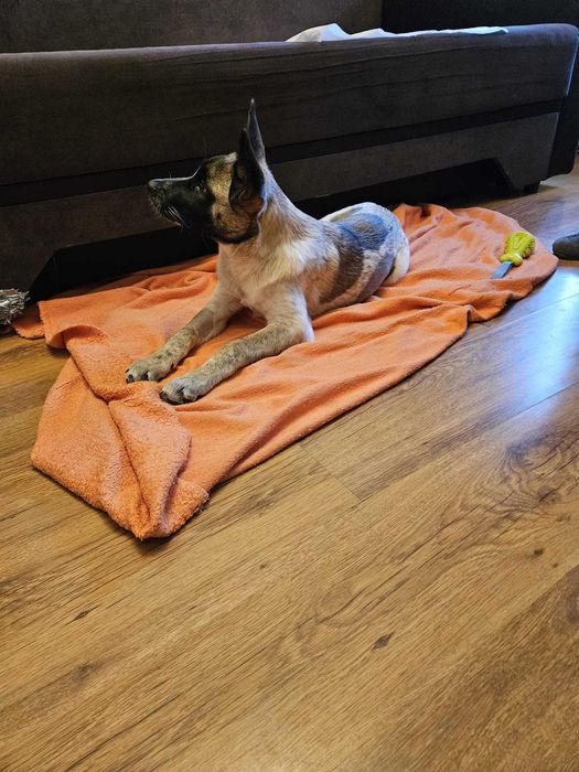 Donez pui de 4 luni metis Akita American