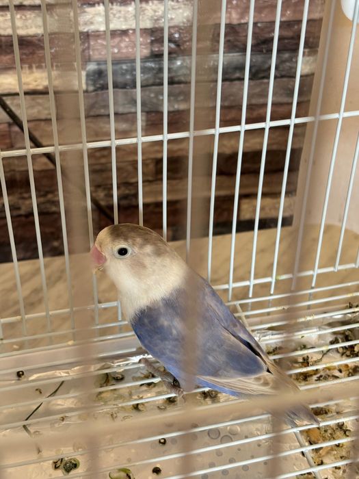 Femela agapornis