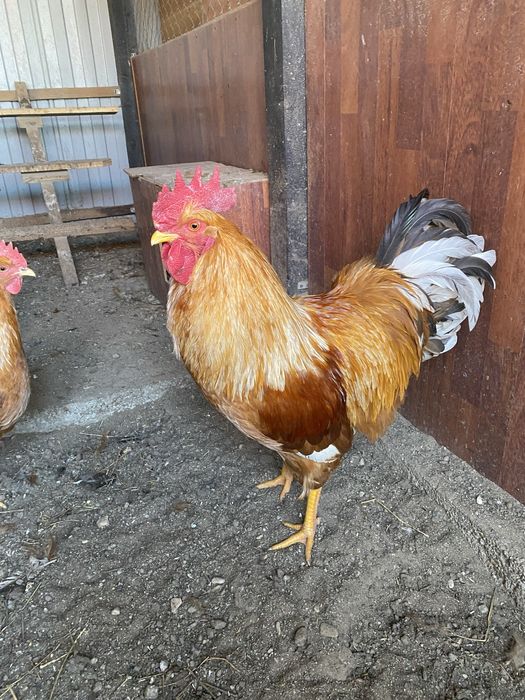 Oua incubat New Hampshire