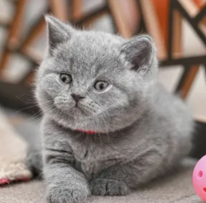 Британские Котята Алматы