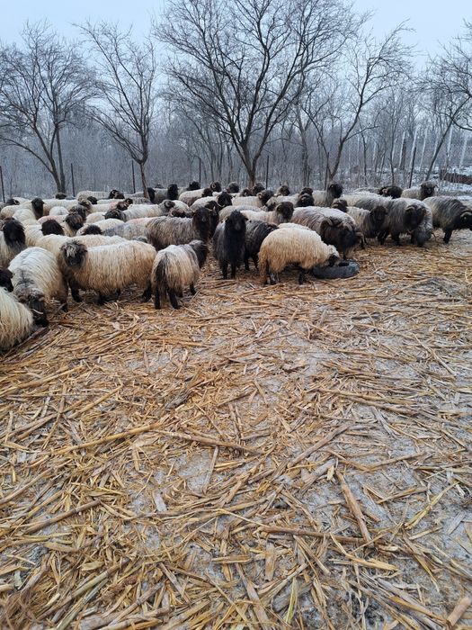 Vand 65 oi fatatoare si 30 miele