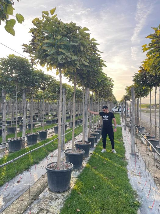 Copaci Foioisi Arbusti