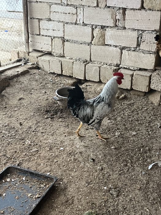 Әтештер сатылады