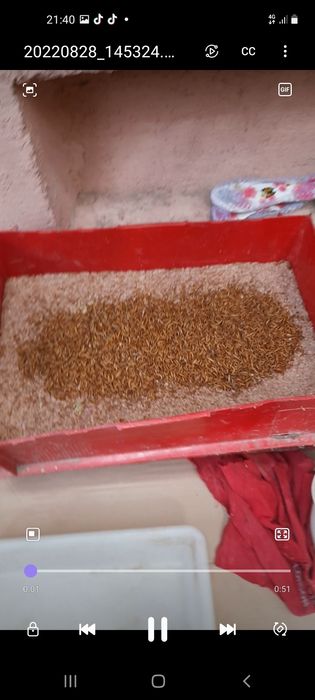 Viermi  faina Hrana păsări insectivore