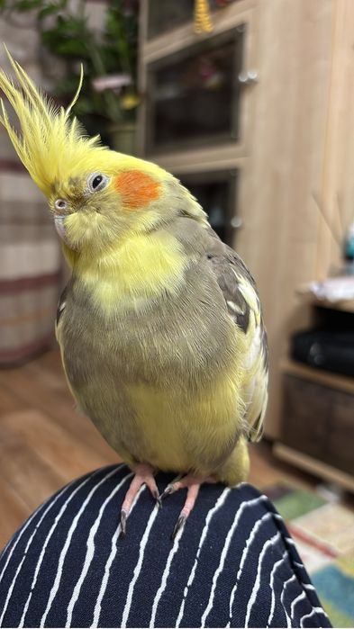 Клетка для попугая срочно