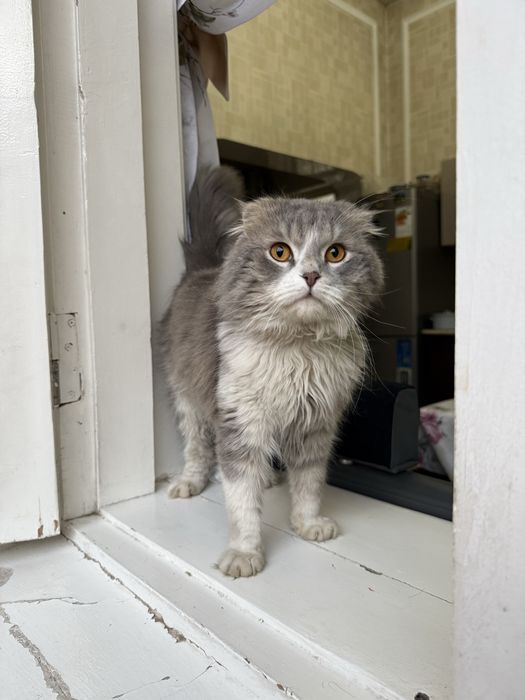 Вислоухий кошка