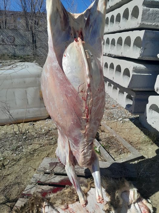 Продам мясо молодых барашек