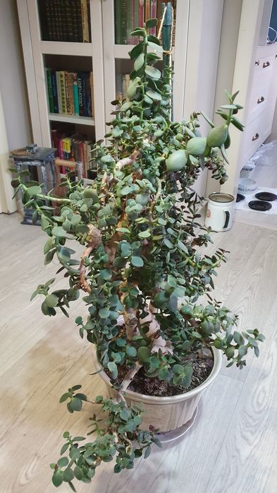 Продам цветок толстянка (денежное дерево)