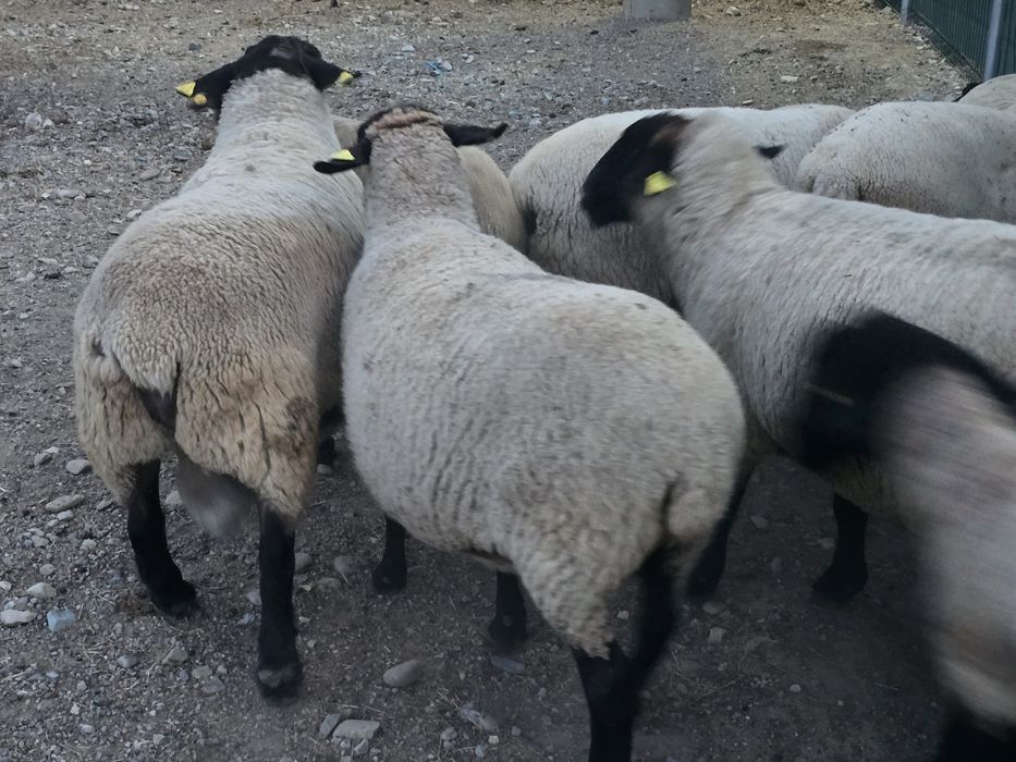 Oi si miei Suffolk