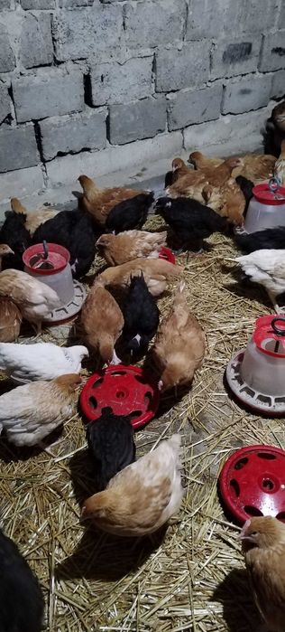 Puicuțe rasă mixtă mai multe detalii în privat!