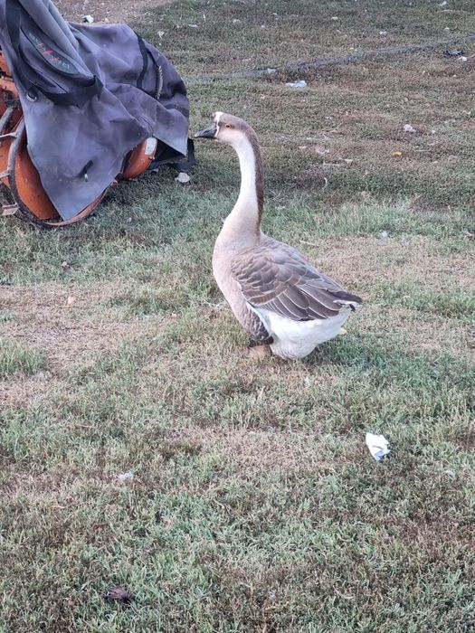 Gaste la schimb cu alte pasari