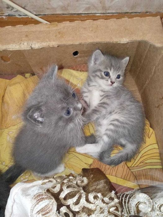 Отдам котят в добрые руки