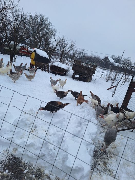 Curci și curcani de casă