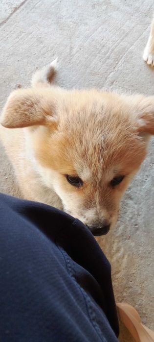 АКИТА Ину   малки кученца