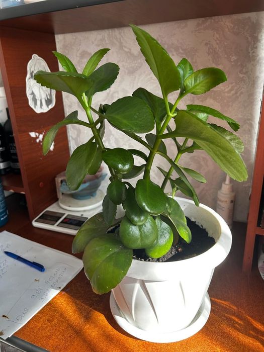 Цветы домашние продам