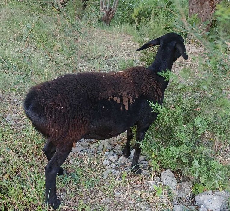 sovliq qo'y sotiladi