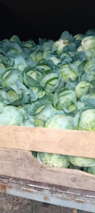 Vând varza Bucharest