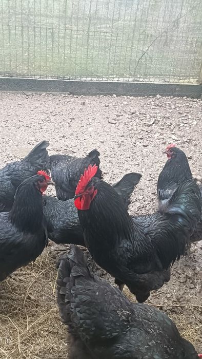 Oua incubat australorp