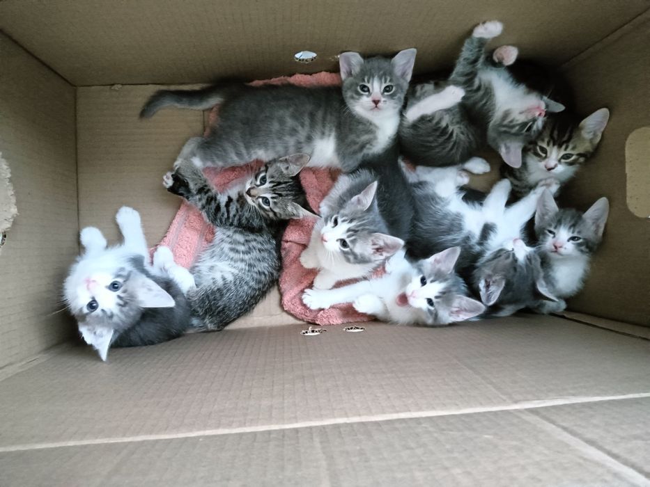 Отдам в хорошие руки