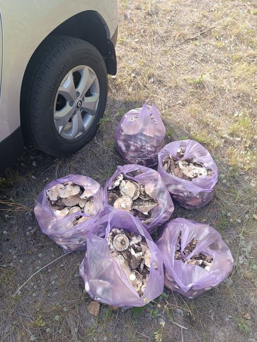 Продам грибы грузди, свежие собранные.
