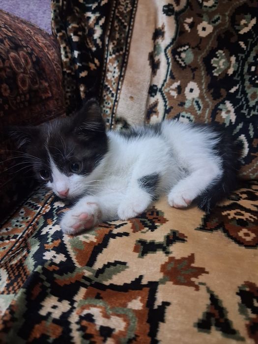 Отдам котёнка в добрые руки