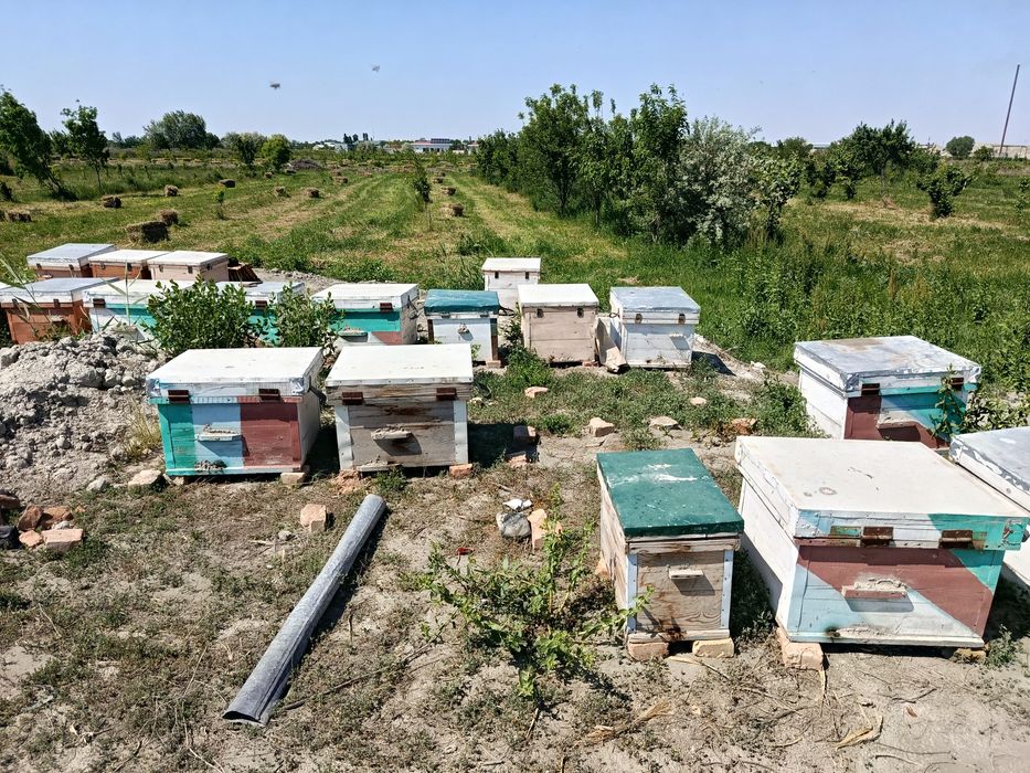 Asal ari oilasi yashiklari bilan