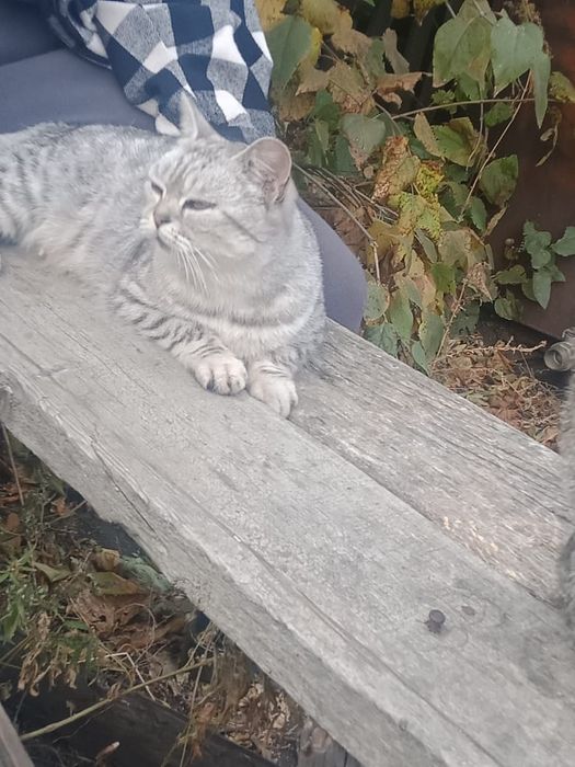 Отдадим кошечку британку.