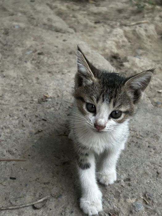 домашние   кошки