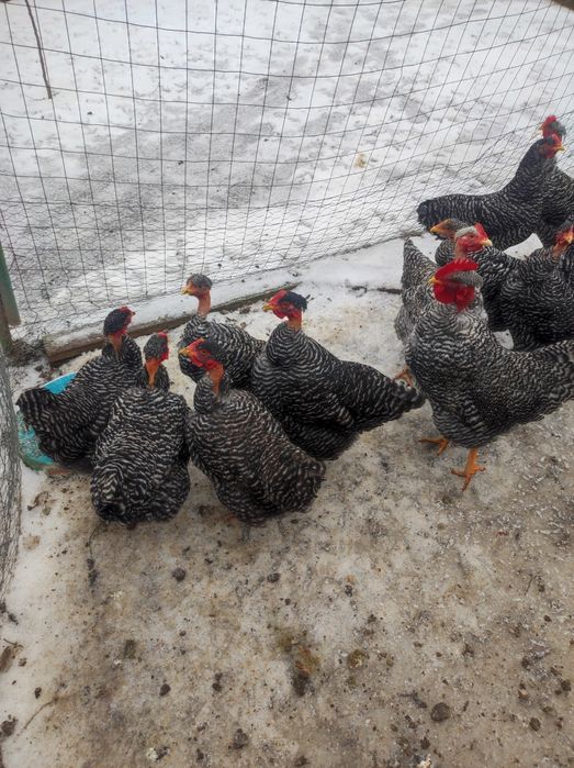 Vând familie de găini rasa gât golaș