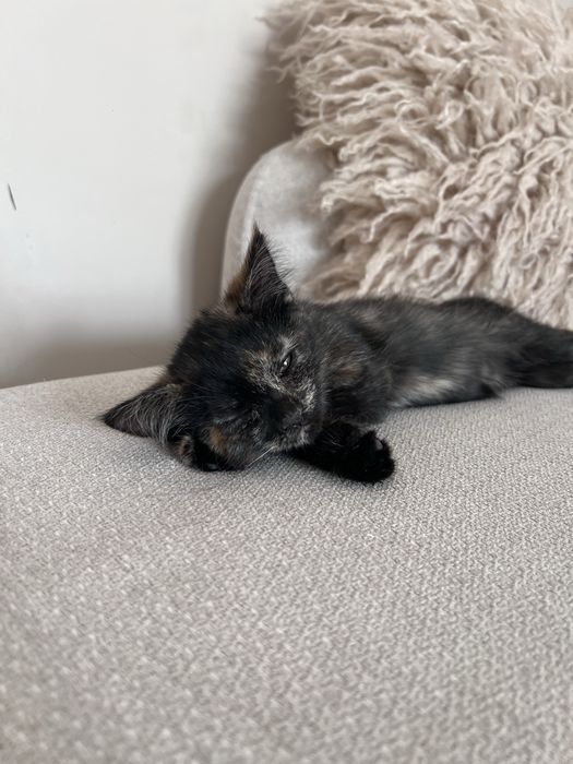 Котенок девочка трехцветка