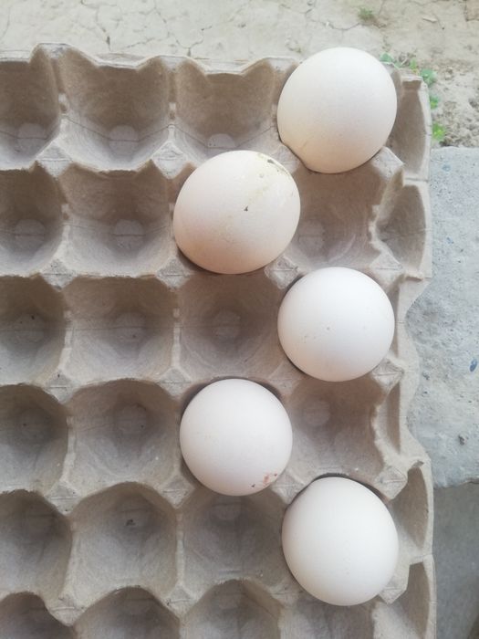 Ак павлин сатылады