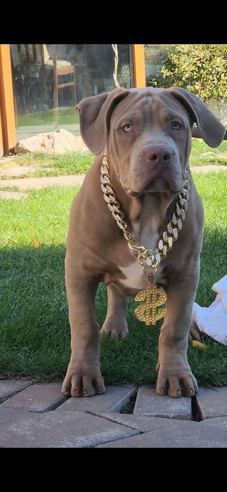 American bully xl