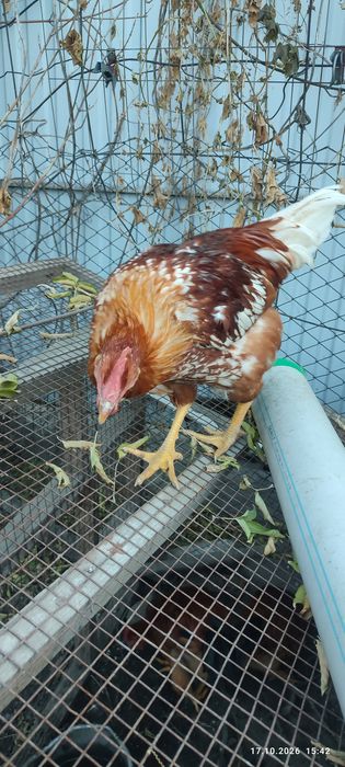 Продам петушков недорого